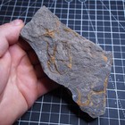 0 5 Kg Starfish Ophiura Sp  Fossil Morocco Ordovician 5031