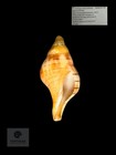 Cinctura Tortugana 17 0 Mm     Pulley Ridge  Dry Tortugas  Fl     Tsc  0848