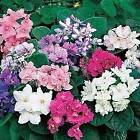 Mixed Fancy African Violet Seeds   House Plants   Christmas Presents   Holiday