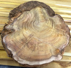 One Piece Osage Orange Burl Blank Wood Lumber  8  X 6  X 3 4 