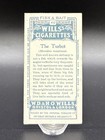 1910 Wills   s Cigarettes Fish   Bait Card  40 The Turbot     Series Of 50