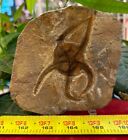 Large Fossil Starfish Geocoma Carinata From Morocco 150 Million Years Old