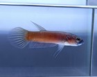 Live Betta Fish Antuta   s Betta Pair 5 Month Old High Quality Usa Seller
