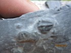 Two Elrathia Kingii Trilobite Fossil Loose 509 Million Yr Old  Cambrian Utah