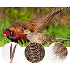 Maofeng Natural Feathers Female 12pcs 6-8in  Ringneck Pheasant Tail 