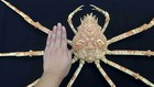 Rare Japanese Spider Crab Taxidermy Cleaned   Filled  1 1m Leg Span