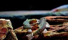     rare Aquarium Fish    beautiful Red Spotted Loach     premium Live Fish     a       