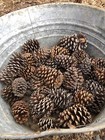25 Natural Pine Cones - Small med large Assortment For Crafts  Decorations