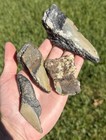 Fossil Megalodon Shark Tooth Lot Group Of Real Shark Teeth Fossils Nc Ledge