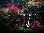 Monte Carlo Live Aquatic Freshwater Plants Carpeting Plants 3 Inch Portion Aquar