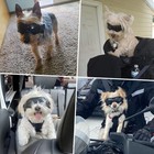 Dog Goggles For Small Breed Uv Protection Windproof Dog Motorcycle Goggles Do   