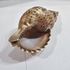 Triton Conch Seashell Trumpeted Shell Beautiful Markings Size 7   3  2 5 