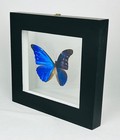 Real Butterfly Blue Morpho Rethenor In Double Glass Gallery Display Frame