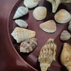 24 Beautiful Mixed Natural Sea Shells  Conches   Collectible Beach Decor  Crafts