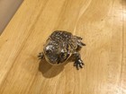 Reed   Barton Silverplate Frog Music Box Figurine Twinkle Twinkle Little Star