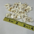 Lot Of 25 Real Coyote Molars Teeth Taxidermy Art Weird Odd Project Unqiue   4076