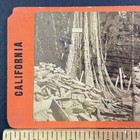 California Mammoth Trees Logging Stereoview Antique C1870 Sequoia Redwood