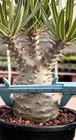 Raresucculent Pachypodium Rosulatum Var  Gracilius H perrier Tuber Plants 6 2cm