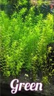 Buy 2 Get 1 Free Rotala Green - Live Aquatic Freshwater Plants - Stem Pack
