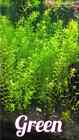 Buy 2 Get 1 Free  Rotala Green 5 Stems Pack - Live Plant - Aquarium Plant