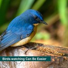 Bulk Dried Mealworms For Wild Birds Food Blue Bird Chickens Hen Treats Wholesale