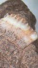 Devonian Ageleodus Fossil Shark Tooth