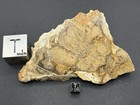 Stromatolite Slice polished- Chlorellopsis Coloniata- Green River Formation- Wy