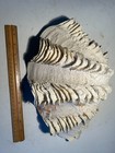 Large Faux Tridacna Squamosa Fluted Giant Clam Shell Half 13 X 9  X 5 