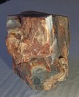 Arizona Rainbow Petrified Wood