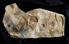 Killer Multiple Eurypterid Fossil Plate - Seven Juvenile Eurypterus Remipes 