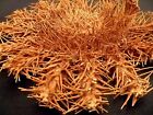 Crown Of Thorns Starfish 6 - 8  Thorny Sea Star Beach Decor Ocean Taxidermy