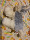 Ganz Webkinz Husky Plush Stuffed Animal Grey White Dog Hm120 No Code
