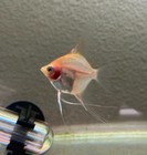 20 Quarter   Sized Sunset Angelfish  Live Fish  Free Shipping