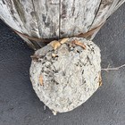 Huge Paper Wasp Hornet Nest Display Taxidermy Decor Crafting  Classroom Science