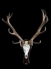 Red Deer Skull   Antlers Wall Mount On Wood Plaque Argentina La Pampa 2017