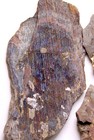 Illinois Carboniferous Plant Fossil Lot - Lobatopteris Cyathocarpus Cordaites