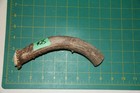 Medium Straight Deer Antler Dog Chew  25   Bone Chews Deer Elk Treats Deer 1106