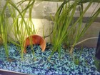10 Jungle Val Plants Live Aquarium Plants Aquascaping Planted Tank Easy