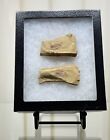 Chengjiang Fossil Site  Amazing Detail Naraoia Arthropod Fossil  cambrian  China