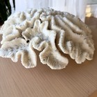 Large Natural White Ocean Fossilized Brain Coral Reef Specimens Mineral 10pound 