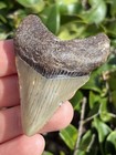 Natural Beautiful 2 22    Megalodon Tooth Fossil Shark Teeth