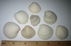 8 Beautiful Hand Collected 1 1 -1 6  Atlantic Ocean Sea Shells Florida  67 1g  1