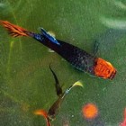 Pack Of 10 Live Tuxedo Red Koi Guppy Fry- Live Freshwater Fish Buy 2 Get 1 Free