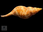Fasciolaria Riverai Petuch   Berschauer  2026 Orange Form
