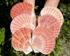 10 Pack Natural Irish Flat Scallop Shells 3-4  Seashells For Crafts   Decor