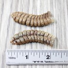 2 Very Large Rattlesnake Rattles   3656    Taxidermy Diamondback Sidewinder