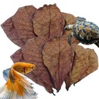 Leaf Aquarium Catappa 50pcs Betta Care Almond Shrimp Leaves Indian Fish Ketapang