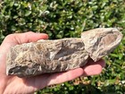 Rare 3d Texas Fossil Fish Skeleton Cretaceous Age Gober Chalk Bones