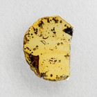 Unusual Flower In Burmese   Burmite Amber Fossil   100  Genuine Amber 