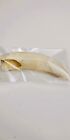 Huge 3  Louisiana Alligator Gator Tooth Teeth Large Genuine Craft Jewelry